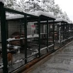 Sokak hayvanları için "klimalı misafirhane"