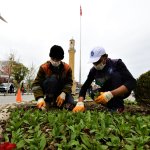 Belediyemiz, 50 bin rengarenk çiçeği toprakla buluşturuyor