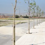 Belediyemiz, “13 bin ağacı” toprakla buluşturdu
