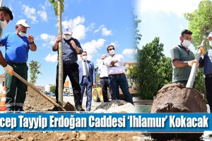 Recep Tayyip Erdoğan Caddesi ‘Ihlamur’ Kokacak