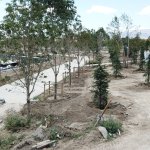 Belediye,2018 yılı içinde 40 bin 250 adet yetişmiş ağaç dikecek