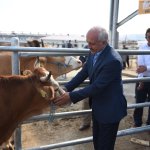 Başkan Gül, hayvan pazarında incelemede bulundu