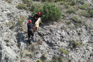 Kayalıkta Mahsur Kalan Köpeği İtfaiye Ekibi Kurtardı