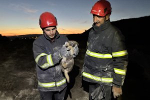 2 yavru köpek saatler süren operasyonla kurtarıldı