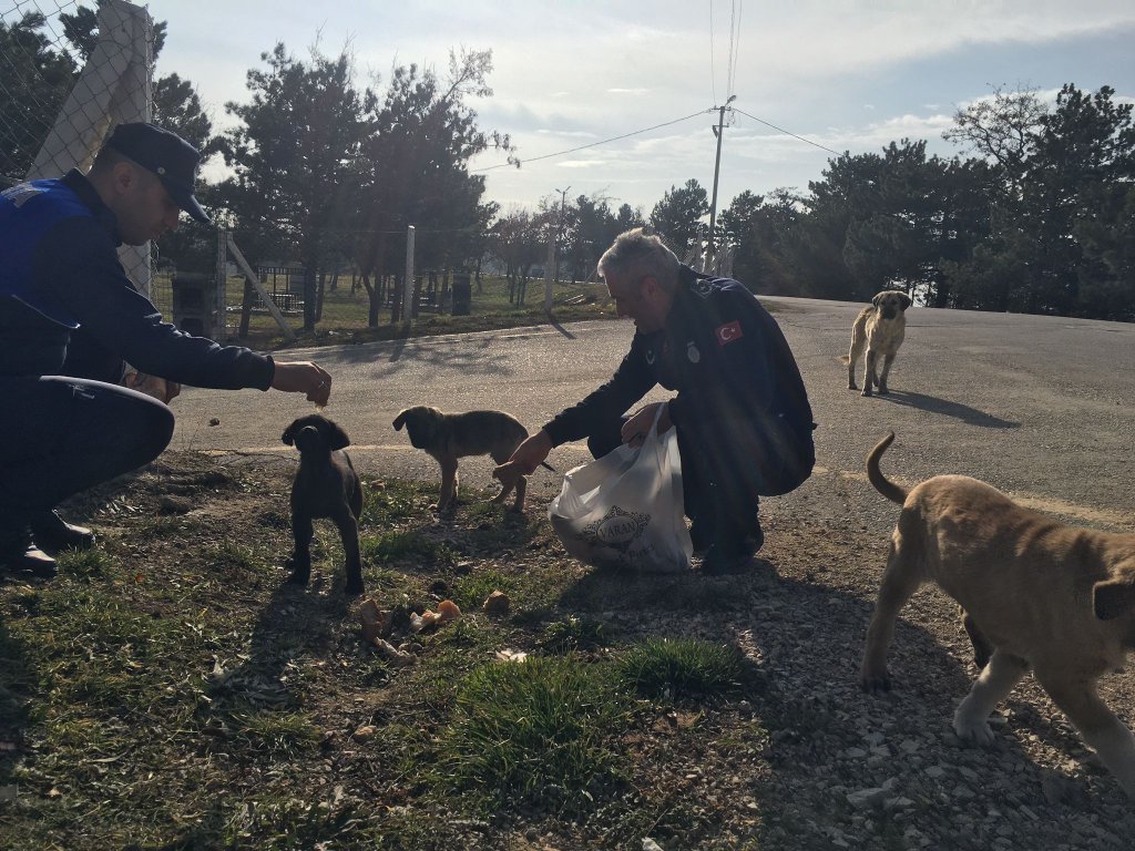 Zabıta ekipleri, sokak hayvanlarını besledi