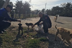 Zabıta ekipleri, sokak hayvanlarını besledi